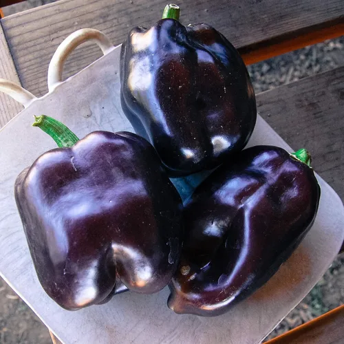 Vista 8 de Semillas de caballo negro de pimiento dulce vegetal heredero para plantar semillas gigantes sin OMG 30