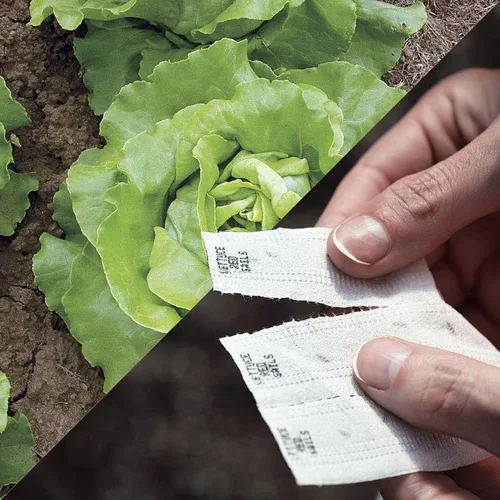 Vista 7 de Park Seed Sembrar Effortless Collection Cinta de semillas – col rizada mágica negra, 15 pies – fácil de plantar tú mismo, col rizada gourmet