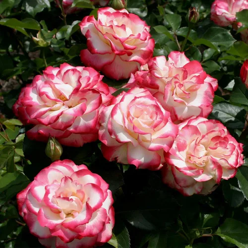Vista 2 de Rosas de reliquia Grandiflora, planta de raíz propia viva para jardín al aire libre, Cherry Parfait™, ligeramente fragantes, zonas de rusticidad