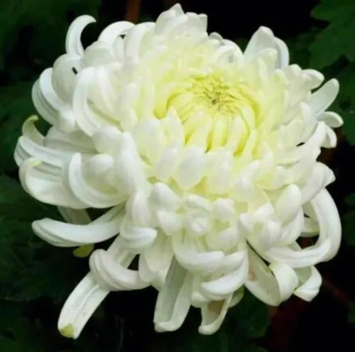 Vista 7 de 120 semillas de crisantemo auténtica araña china flor rara comestible té exótico flor blanca