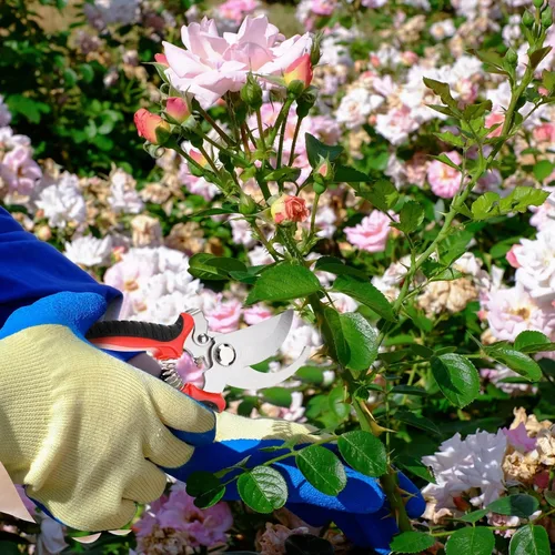 Vista 6 de Lothee 4 tijeras de podar para jardinería, tijeras de jardín de mano, tijeras de jardín resistentes, tijeras de corte de plantas de setos, tijeras