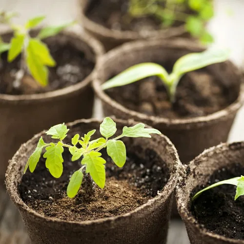 Vista 6 de Doter Musgo de Turba Sphagnum Orgánico, Añadido al Suelo y Enriquece las Raíces de las Plantas, Enmienda del Suelo de Jardinería y Medio de Suelo