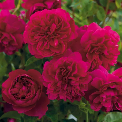 Vista 3 de Rosas arbustivas inglesas de reliquia, planta de raíz propia viva para jardín al aire libre, Thomas à Becket®, muy fragantes, zonas de rusticidad