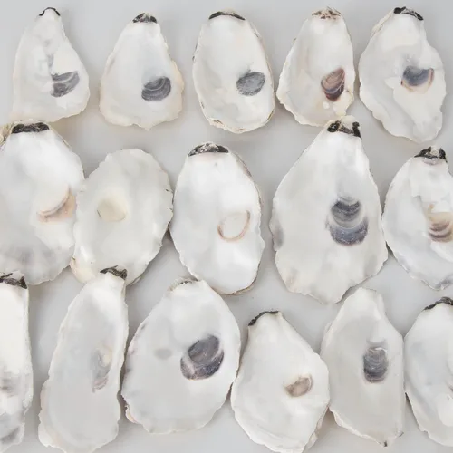 Vista 7 de QEQEKAKA - 25 conchas planas de ostras para manualidades de 3 a 5 pulgadas, conchas marinas para manualidades