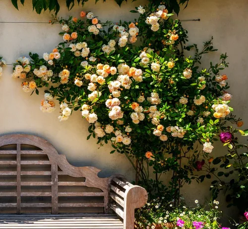 Vista 4 de Más de 100 semillas de rosas trepadoras para plantar al aire libre