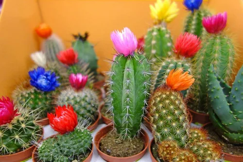 Vista 7 de Cactus/suculenta ornamental exótica mezcla interior orgánica sin OMG