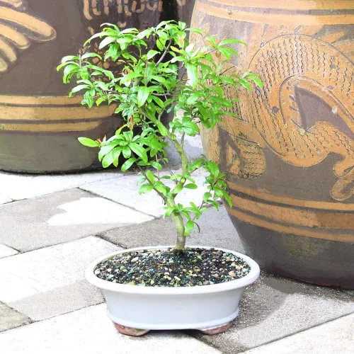 Vista 7 de Árbol bonsai vivo enano de granada de Brussel's Bonsai - Grande, 6 años, 12 a 16 pulgadas de alto - Árbol bonsai vivo para exteriores con maceta