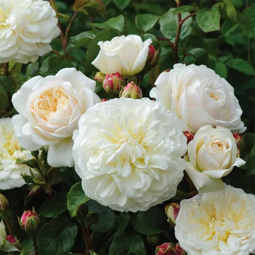 Vista 2 de Rosas arbustivas inglesas de reliquia, planta de raíz propia viva