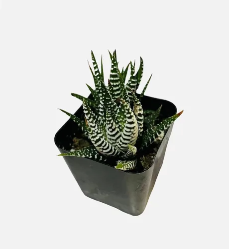 Vista 11 de Plantas suculentas vivas de USKC (Crassula de 2.5 pulgadas 'Spring time')