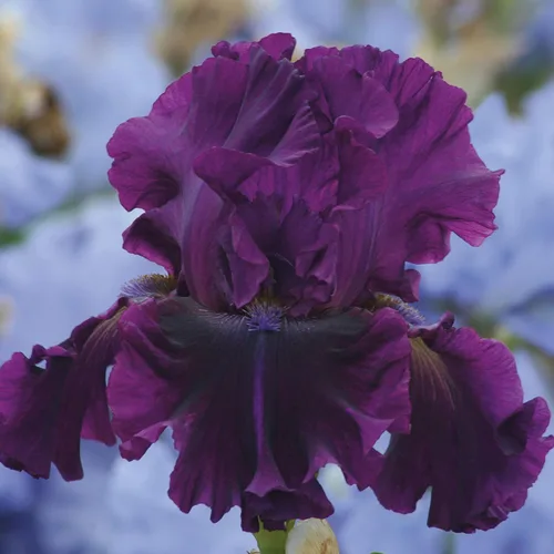 Vista 3 de Iris barbudo para plantas Veronica en maceta, flores negras moradas profundas, floreciente perenne fácil de cultivar