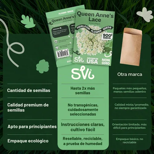 Vista 6 de Queen Anne 's Lace- 200 semillas – 50% de descuento venta