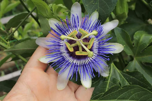 Vista 3 de Semillas Flores Pasiflora Púrpura Perenne Exótico - 3 Semillas