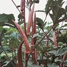 Vista 3 de Okra Red Borgoña Great Heirloom Vegetable By Seed Kingdom Bulk Semillas de 1 libra
