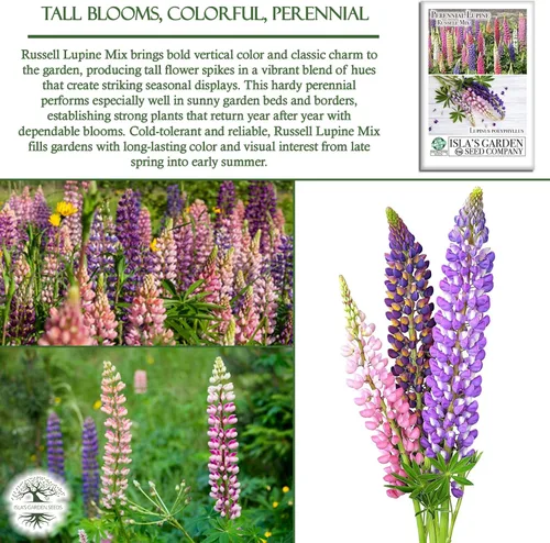 Vista 5 de Russell Mix - Semillas de flores de altramuz (Lupinus perennis) – Más de 150 semillas sin OMG y reliquias de Isla's Garden Seeds, flores perennes