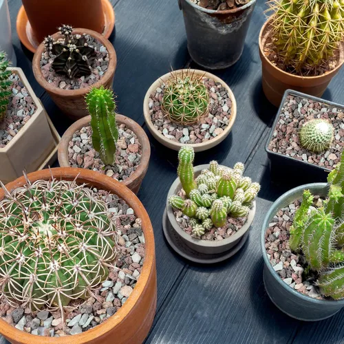 Vista 3 de Rocas de lava hortícola de 18 libras para plantas, rocas de cactus