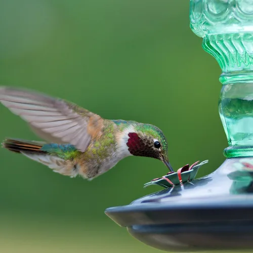 Vista 14 de Perky-Pet 8108-1SR - Comedero de vidrio para colibríes para exteriores, estilo botella antigua, comederos para colibríes de 10 onzas para decoración