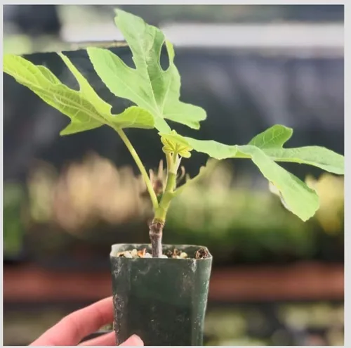 Vista 2 de Ficus carica - Higuera enana 'Little Ruby' - Higuera compacta y resistente - Fruta dulce ámbar malva - Centro rosa fresa - Ideal para contenedores