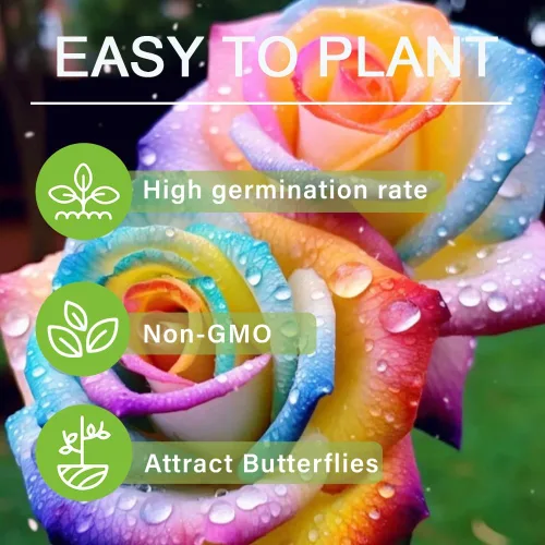 Vista 4 de Más de 350 semillas de flores de rosa arcoíris multicolor raras para plantar al aire libre