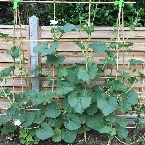 Vista 6 de Estacas para plantas de 3 pies, estacas de bambú natural, 25 estacas