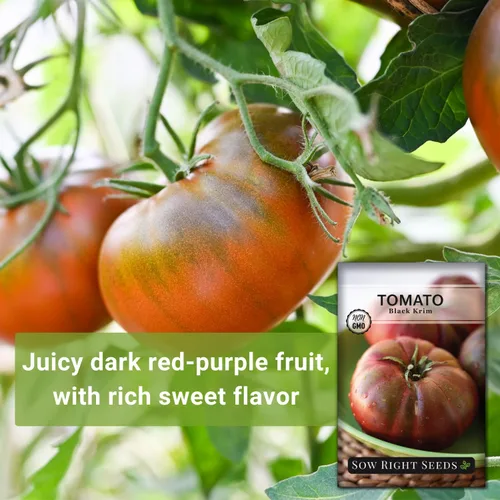 Vista 3 de Sow Right Seeds - Semillas de tomate Black Krim para plantar - Filete de res de color granate oscuro medio - Semillas de tomate tradicionales sin