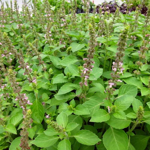 Vista 2 de Blue Spice - Semillas de albahaca (Ocimum americanum) Más de 100 semillas de hierbas medicinales raras en cápsulas de semillas congeladas