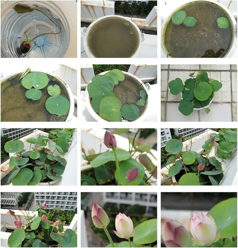 Vista 5 de 12 piezas de semillas de loto de colores mixtos rosa, rojo y verde para plantar hermosas plantas acuáticas para bonsáis de interior, estanques al