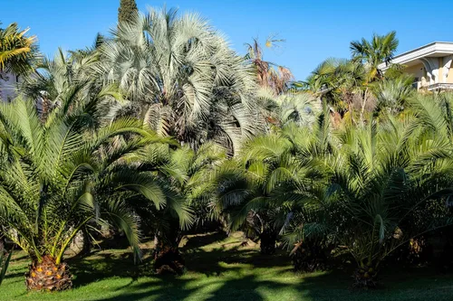 Vista 9 de 10 semillas comestibles de plantas de interior de árbol frutal de Coco Palm Jalea de Palma Pindo Butia Capitata