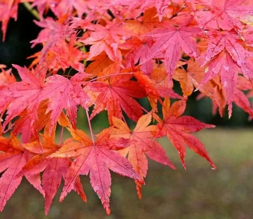 Vista 6 de Planta viva de arce rojo japonés, árbol de 1 a 2 pies de alto en maceta de 3 pulgadas, arce rojo enano ornamental al aire libre para paisajismo