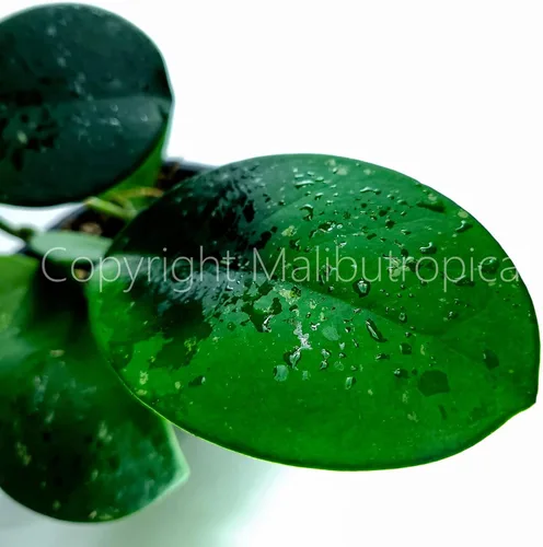 Vista 7 de Hoya Obovata Splash en maceta de 4" - Hojas redondas gruesas - Planta de interior Easycare
