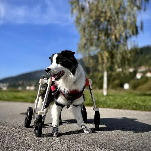 Vista 8 de Dog Wheelchair for Back Legs Pet Light Weight Dog&Cat&Pets Wheelchair Cart Adjustable Dog Cart, Disabled, Paralysis, Hind Limb Weak Pet, with Leg