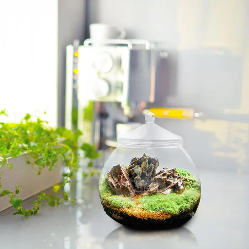 Vista 7 de Angoily Terrario de vidrio, tarros grandes transparentes con tapa, florero de terrario para plantas