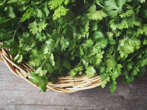 Vista 2 de Cilantro (perejil chino Dhania) Vegetal sin OMG para plantar 500 semillas