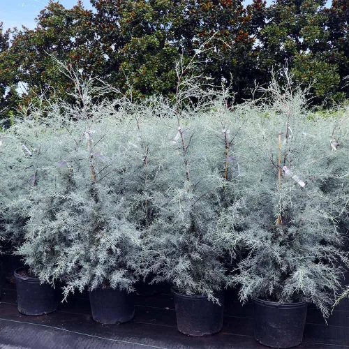 Vista 5 de Brighter Blooms - Árbol de hoja perenne de ciprés de hielo azul, 1-2 pies - Follaje azul hielo brillante - No hay envío a AZ No hay envío a AK