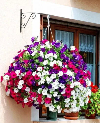 Vista 5 de Más de 300 semillas de petunia enana colgantes, color arcoíris mixto, bonsái, flores de grandiflora, semillas de reliquia, sin OMG, para interiores