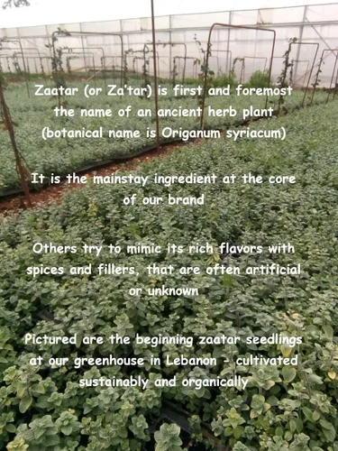Vista 4 de Mezcla de especias Zaatar con hierba auténtica Zatar (Hyssop - Origanum syriacum) – Condimento Zaatar sin gluten