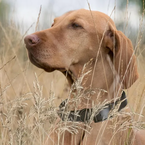 Vista 460 de Dogline Biothane - Collar impermeable para perro con hebilla de liberación rápida, resistente cincha de nailon recubierta con resistente y a prueba
