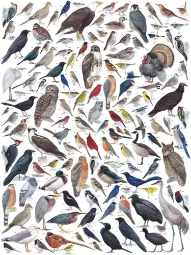 Vista 2 de New York Puzzle Company - Cornell Lab Birds of Eastern/Central North America - Rompecabezas de 1000 piezas para noches de juego familiares por Pedro