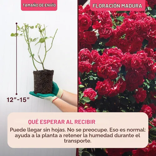 Vista 2 de Rosas trepadoras de reliquia, planta de raíz viva propia, resplandor Blaze