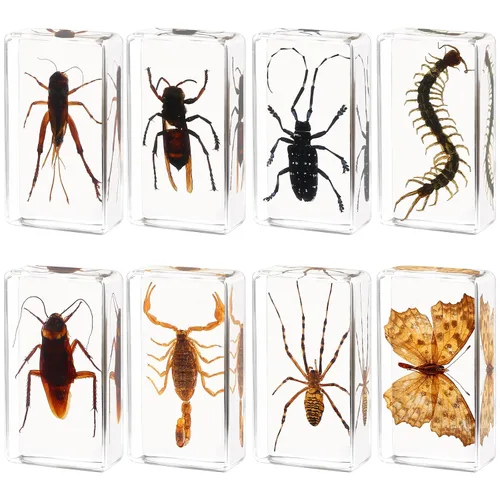 Vista 6 de Juego de 20 muestras de insectos en resina, colección de insectos, pisapapeles, arácnidos, resina de arácnidos, diferentes tipos o tamaños, insecto