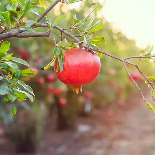 Vista 7 de Perfect Plants Wonderful Pomegranate Tree, 2 Gallon, Live Plant Self-pollinating with large red fruit ripening in September, zones 8-11, showy