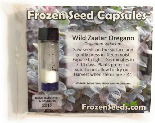 Vista 2 de Wild Zaatar - Semillas de orégano (Origanum syriacum) Más de 30 semillas de hierbas raras de reliquia en cápsulas de semillas congeladas