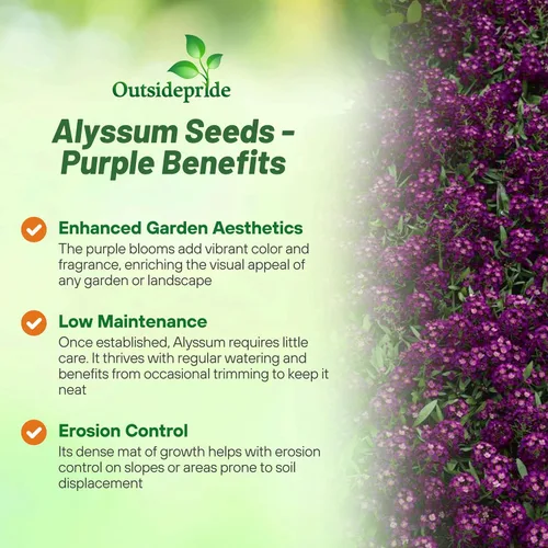 Vista 3 de Outsidepride Deep Purple Alyssum Seeds - 1,000 piezas anuales, tolerantes a la sequía y aptas para polinizadores, fragantes flores primaverales