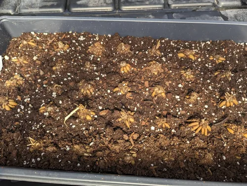 Vista 2 de Ranunculus Bulbs Orange Mix (20 bombillas) - Tonos naranjas mezcla de bulbos ranúnculos - Bulbos grandes, 8+ cm