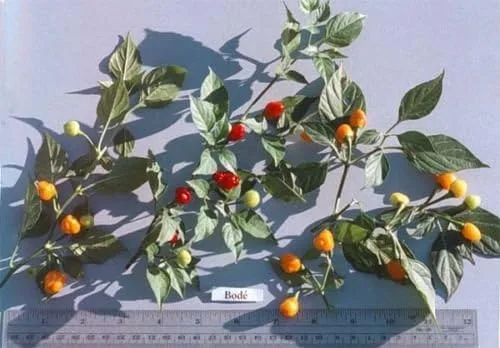 Vista 2 de 10 semillas de pimiento picante BODE: un pequeño pimiento de Brasil "MUY CALIENTE" sabor afrutado