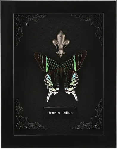 Vista 19 de Taxidermia de mariposas enmarcadas - Caja de sombra con mariposas, mariposas reales enmarcadas en una caja para estética de decoración del hogar