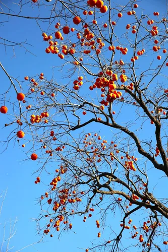 Vista 6 de TomorrowSeeds - Semillas de árbol de caqui americano - Más de 20 unidades - para plantar 2026 Diospyros Virginiana Caquis orientales comunes Árboles