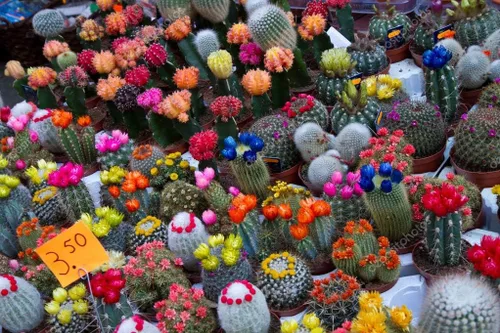 Vista 3 de Mezcla de semillas de cactus - Suculentas para plantar - Sin OMG