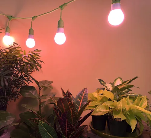 Vista 5 de MiracleLED 604596 - Luz de cultivo multiplanta, 1 paquete, color rojo de 150 W