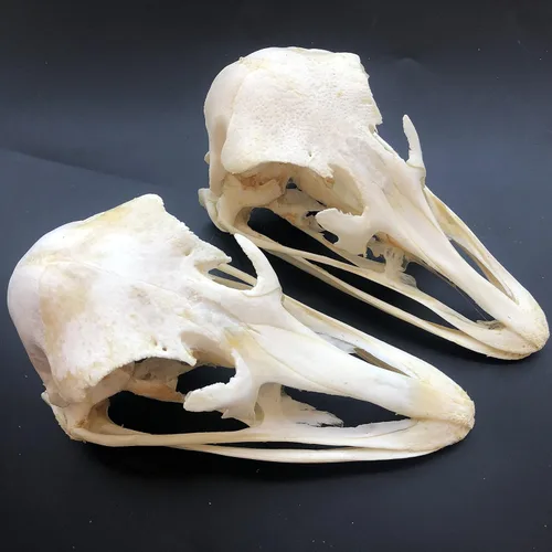 Vista 16 de Venta al por mayor 1/2/3/5/10 piezas Cráneos de Animales Reales de Taxidermia, Espécimen de Huesos Reales, Suministros de Arte Hueso Medicina