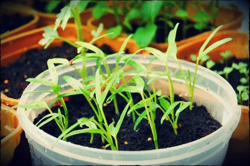 Vista 2 de 2500 semillas de Kang Kong también conocidas como semillas de Rau Muong o Ong Choy Semillas CAI de Kong Xin para plantar Semillas de Kangkong